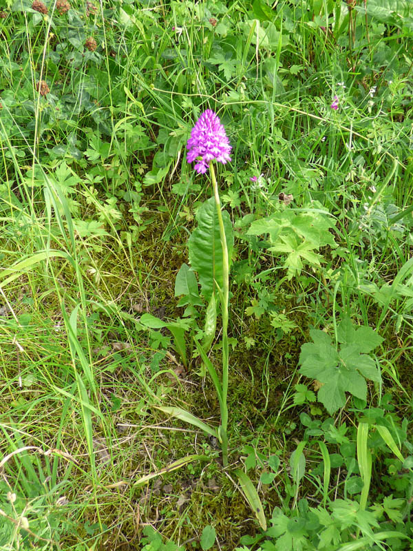 Anacamptis pyramidalis